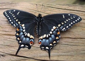 Black Swallow Tail Butterfly (Papilio Polyxenes)